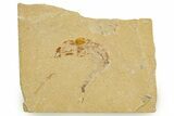 Cretaceous Fossil Shrimp and Fish - Lebanon #323751-1